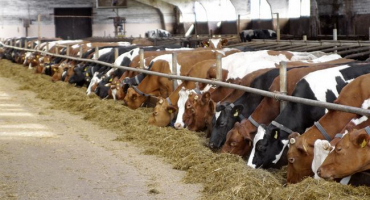 Stavba farmy pro skot: základní principy a požadavky